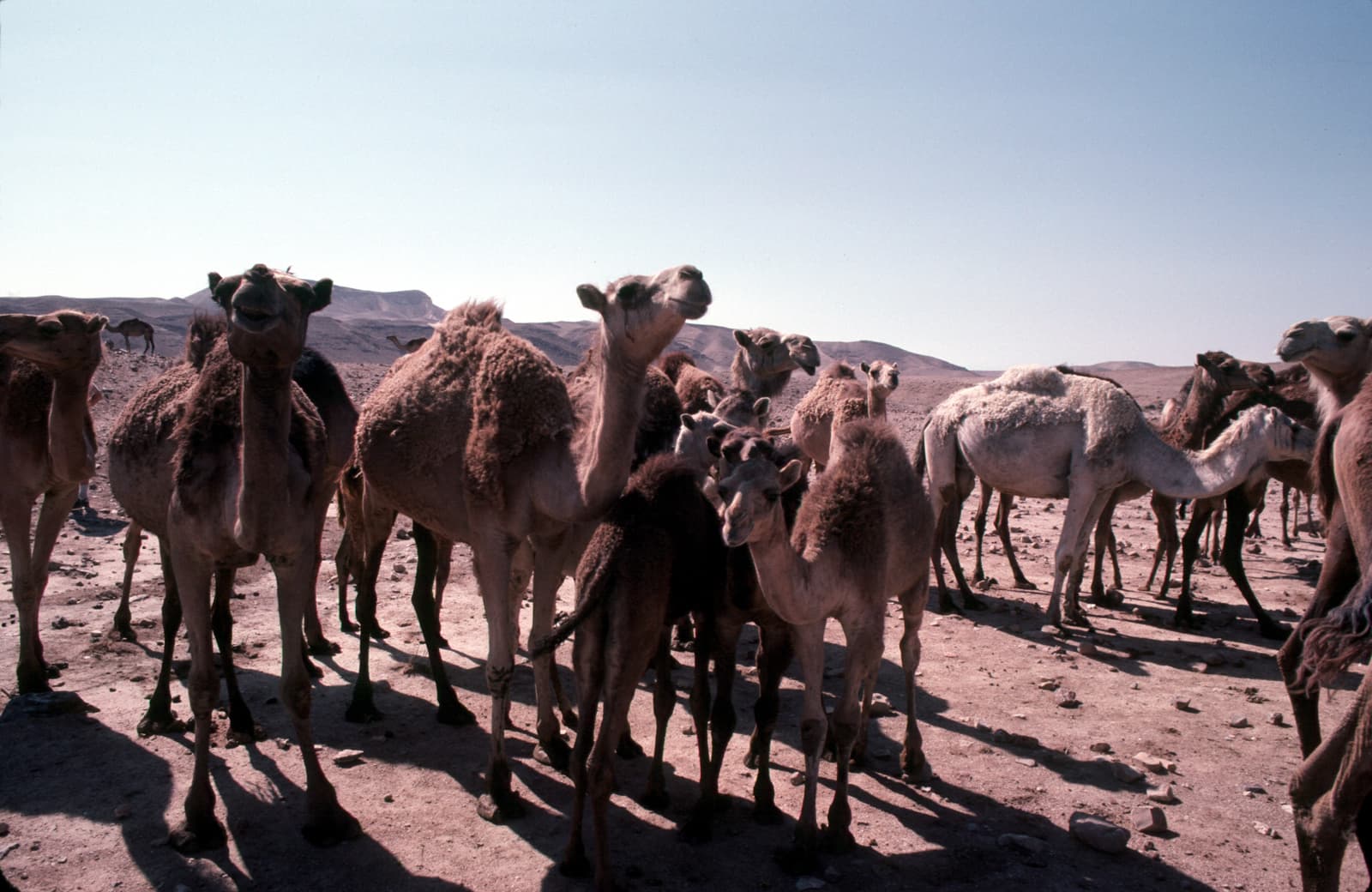 Herd of Camels