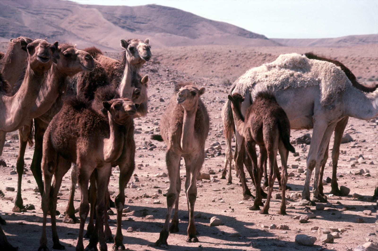 Young Camels