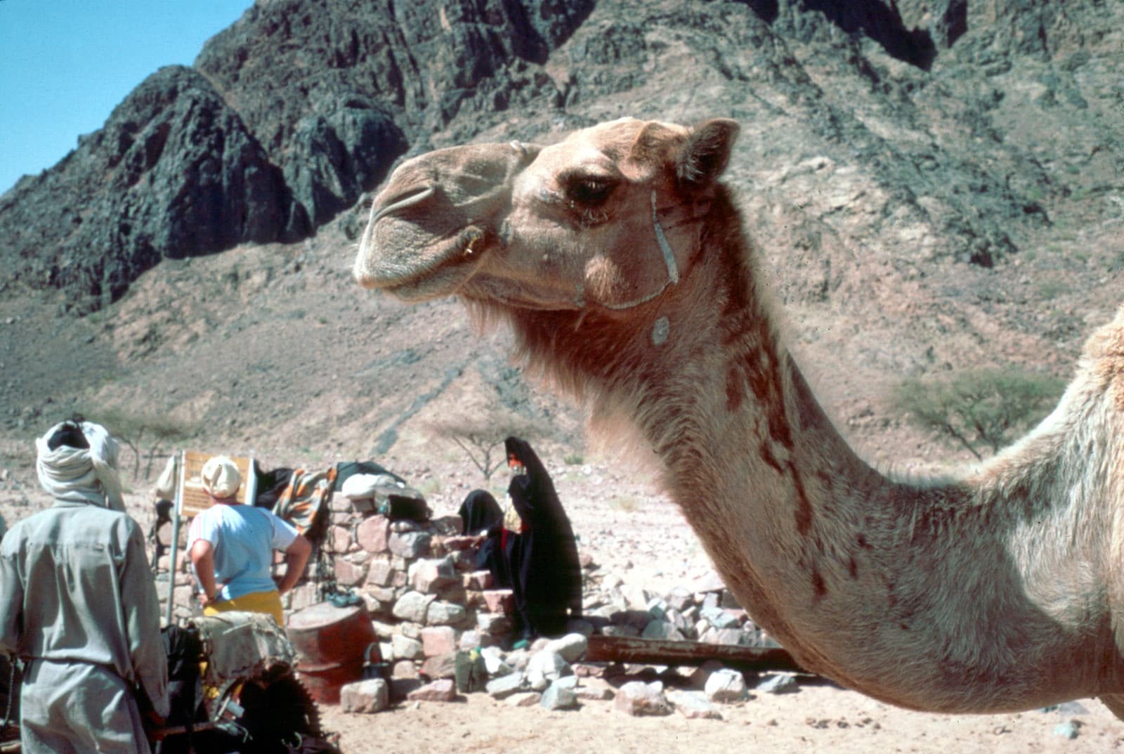 Camel Head