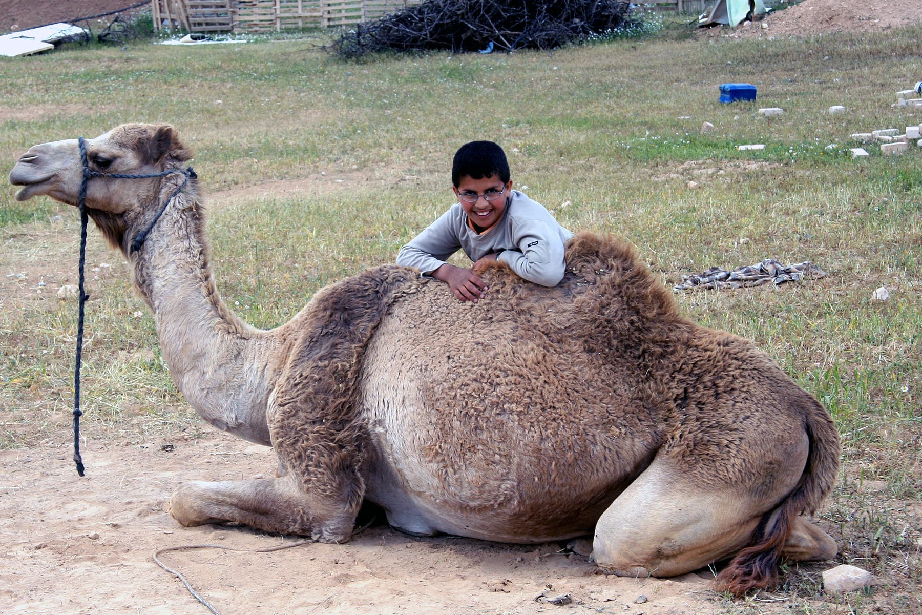 Camel and Bedouin Boy