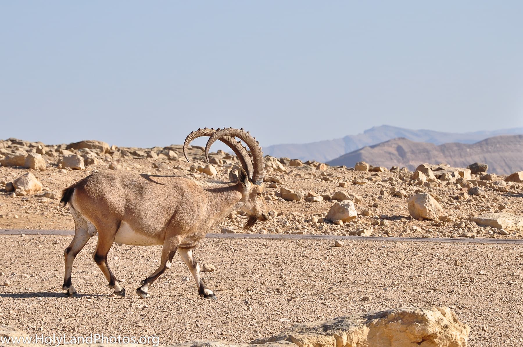 Ibex 2