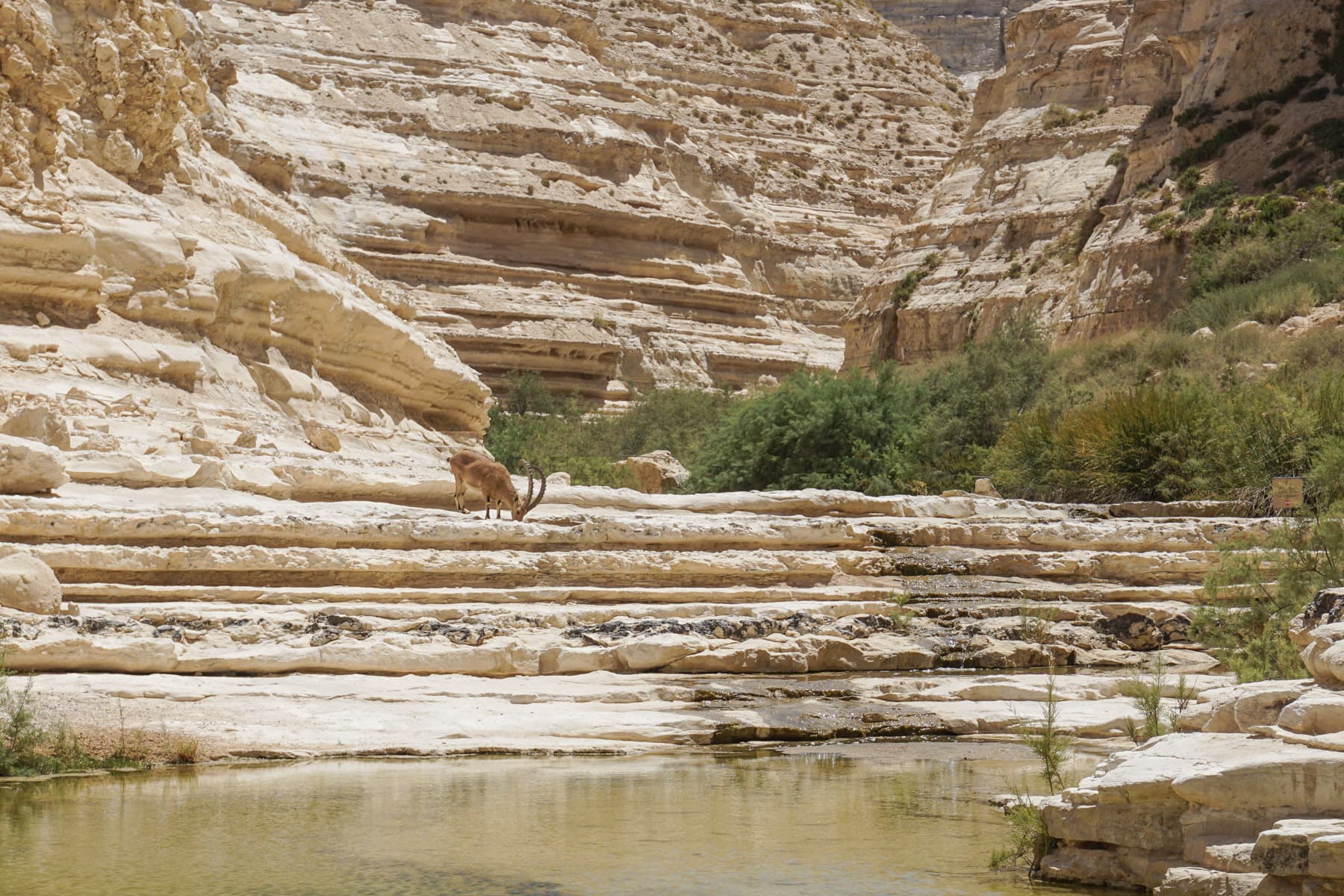Ibex Drinking