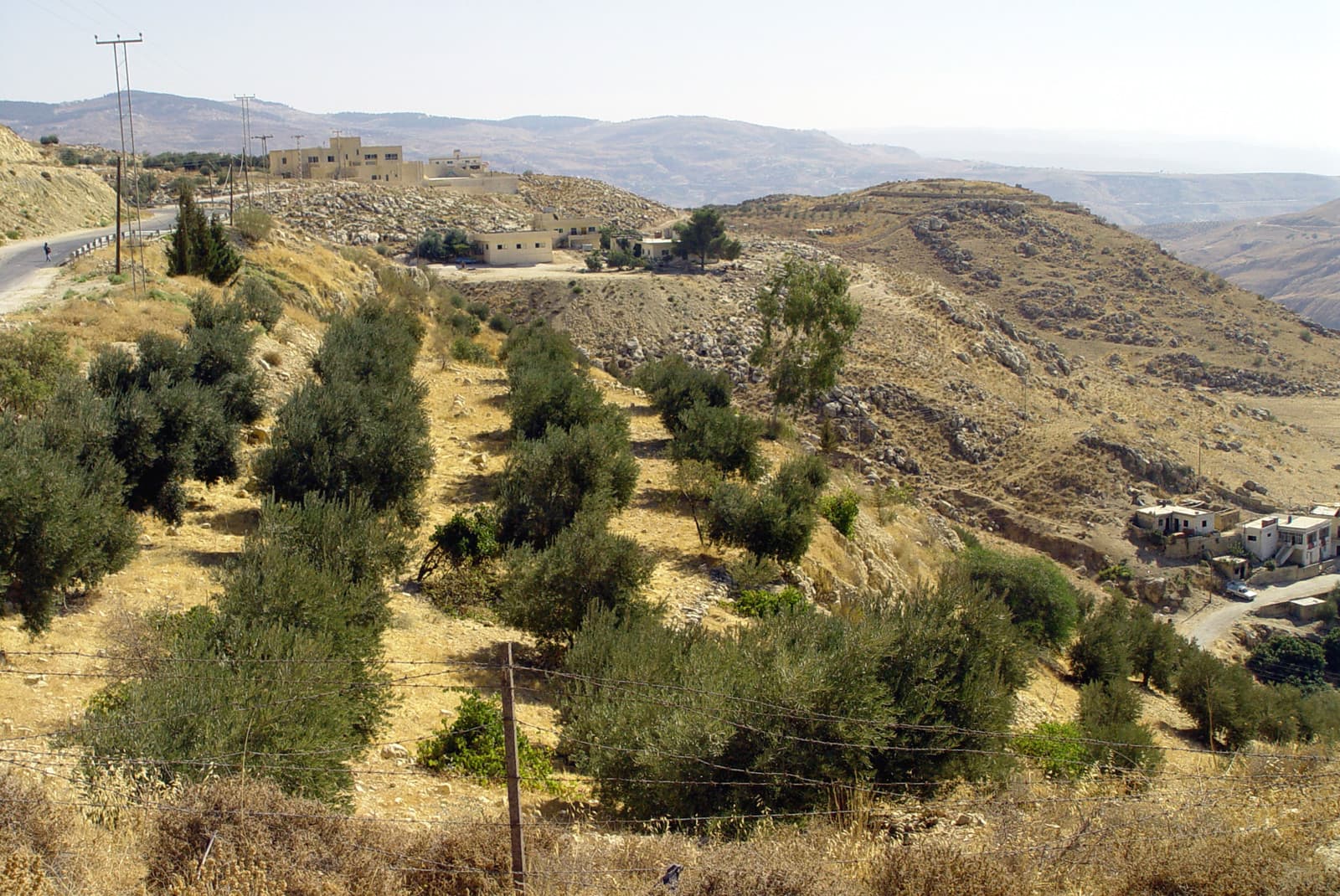 Olive Grove