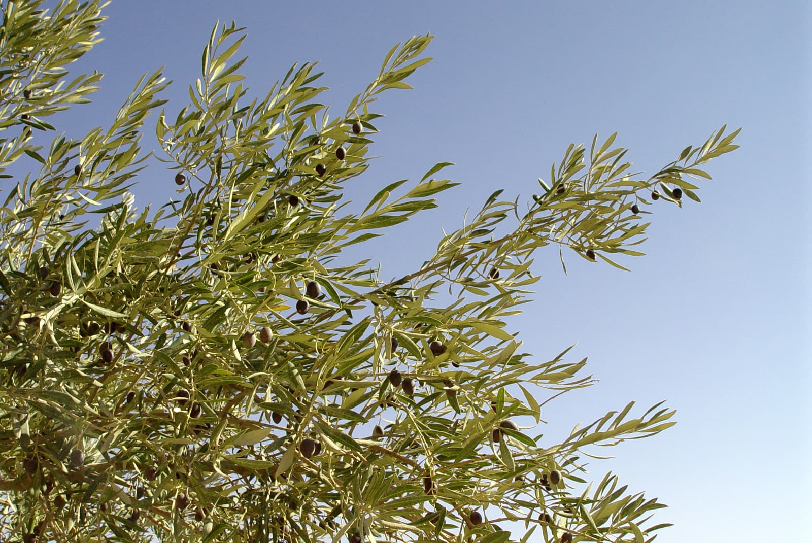 Olives