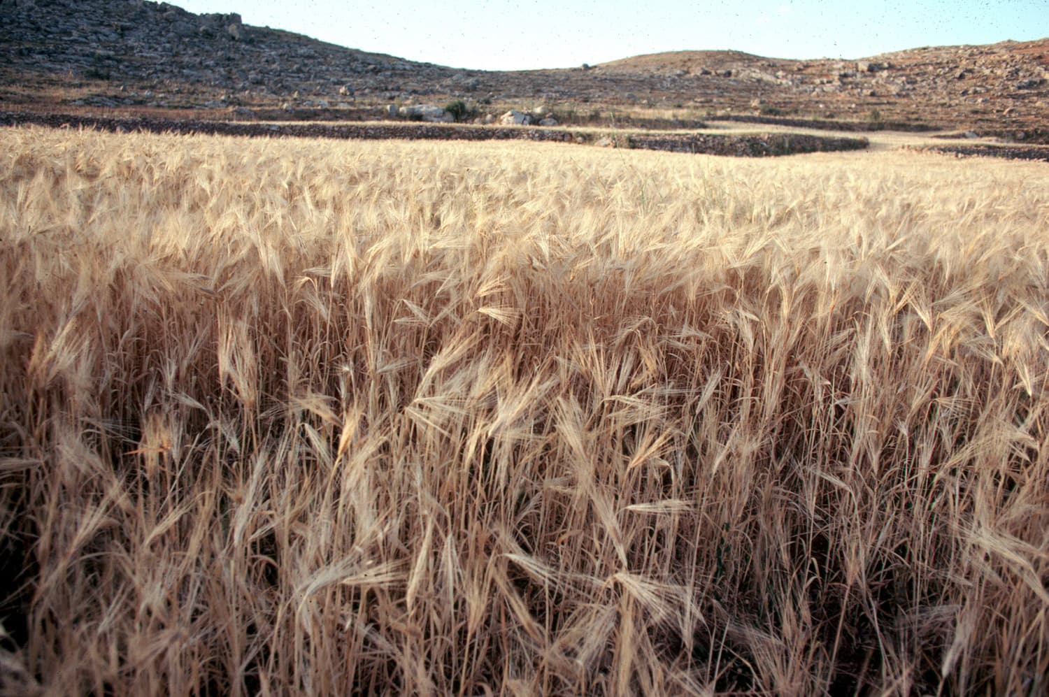 Ripening Wheat