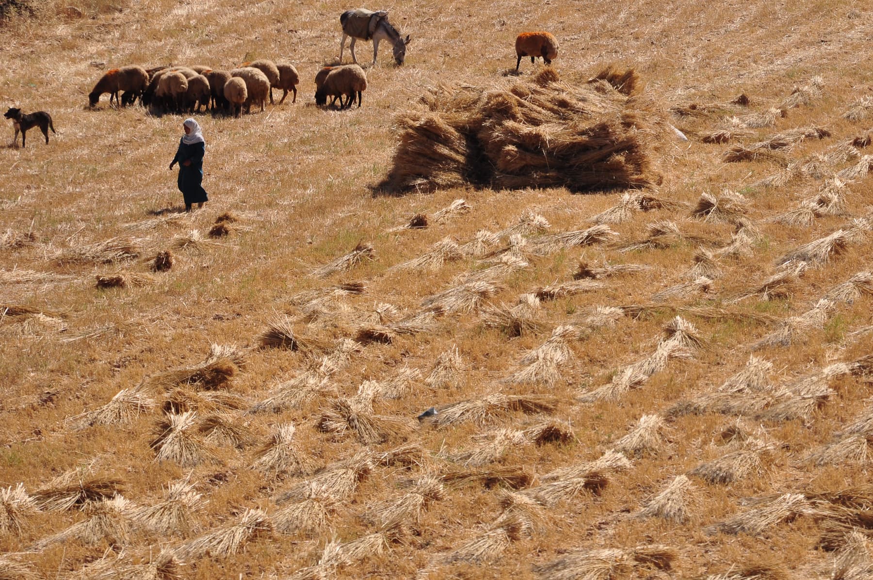 Wheat Harvest