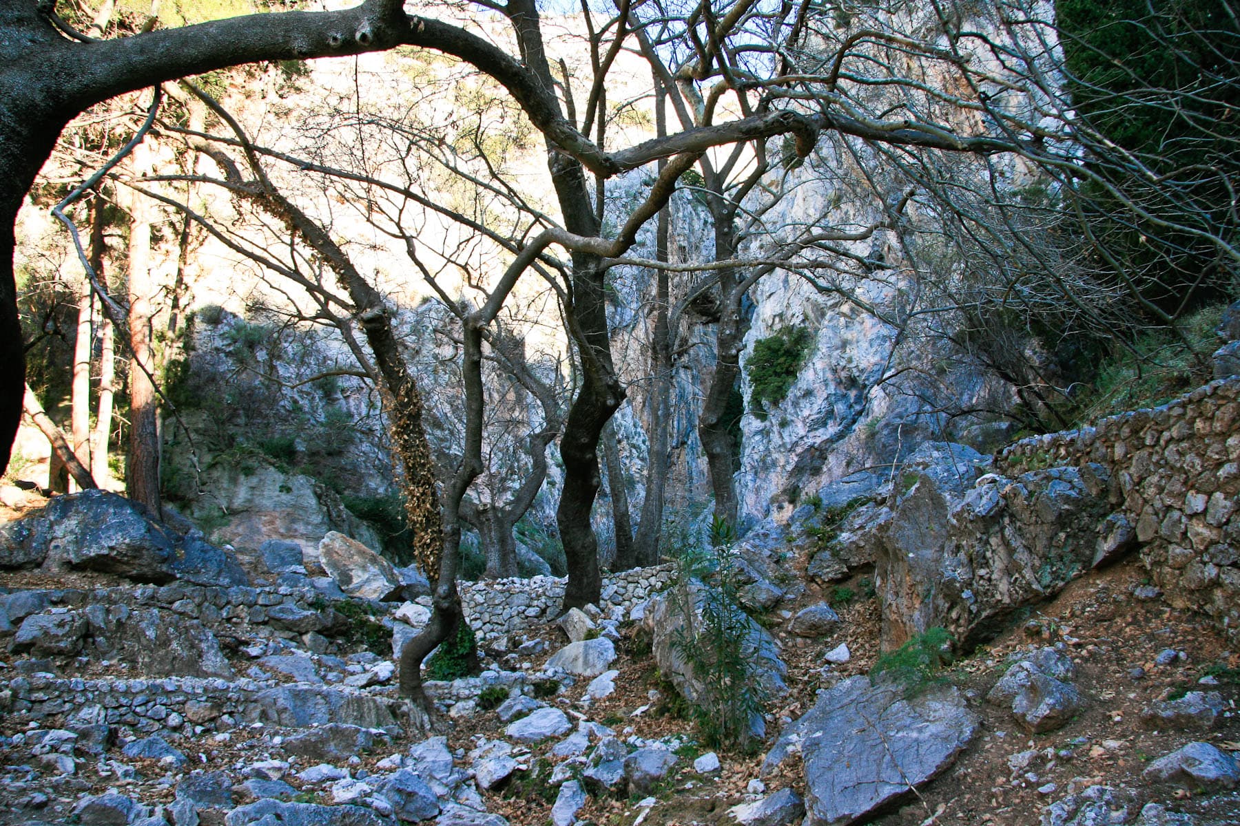 Castalian Spring Trees