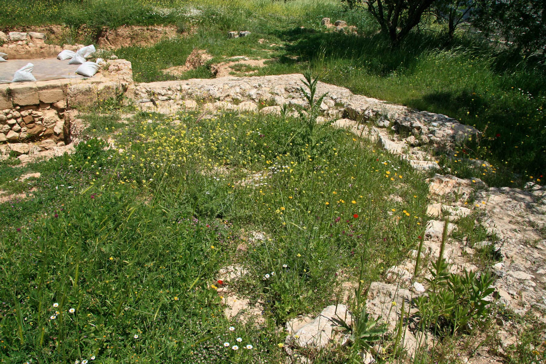 Apse