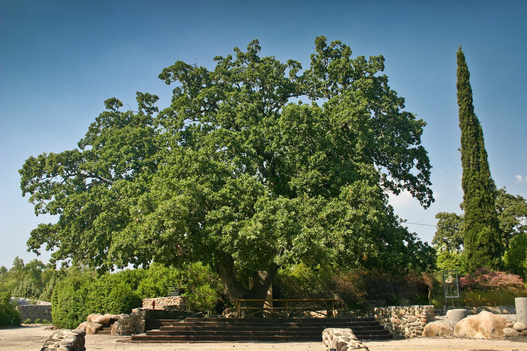 Oak Tree