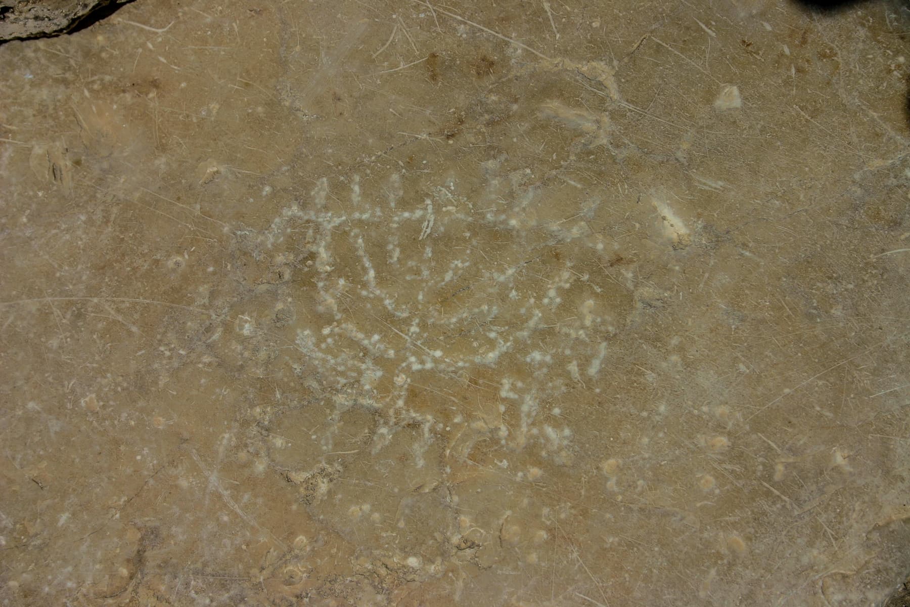 Menorah
