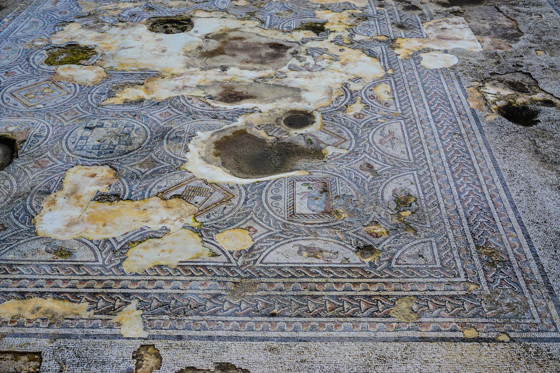Building Mosaic 2