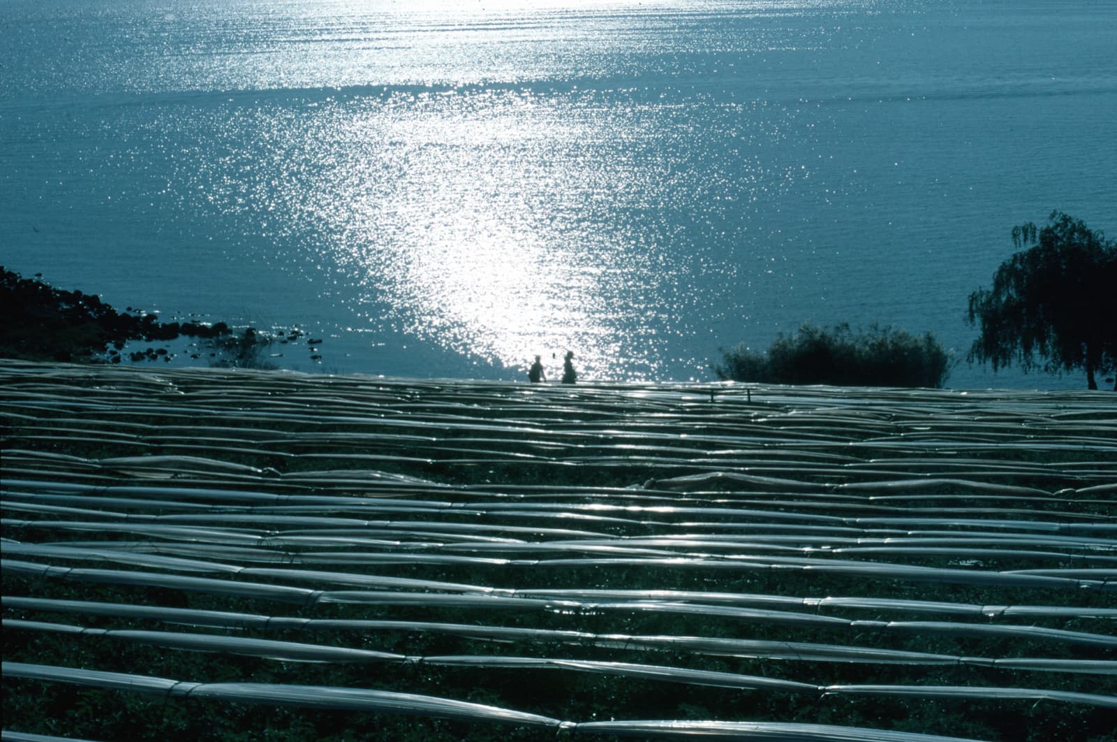 Sower's Cove 3