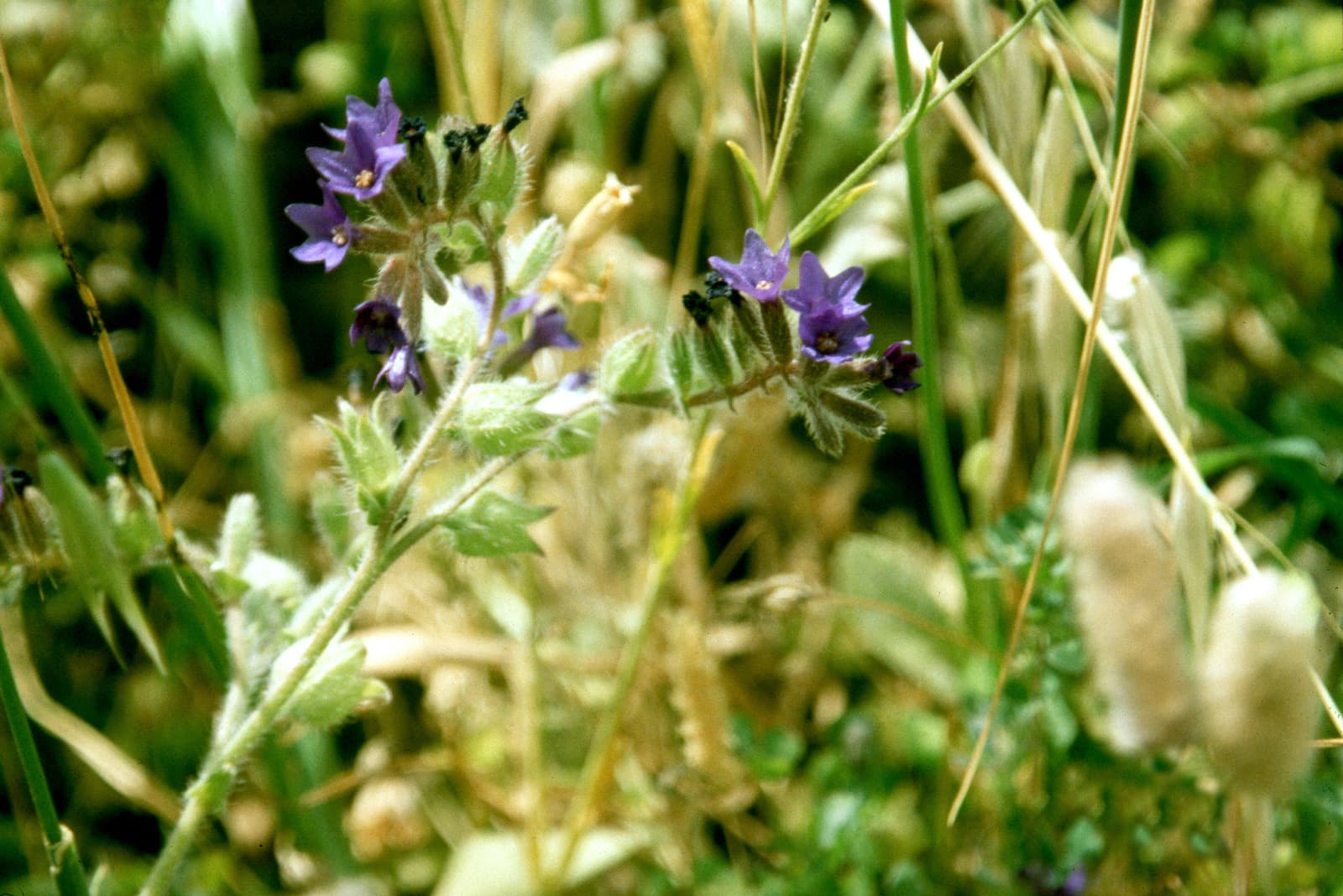 Purple Plant