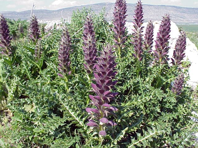 Acanthus Plant 1